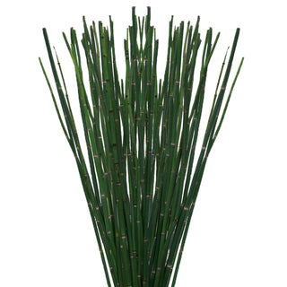 Horsetail Green flowers - fresh-cut flowers by Bloomingmore - ideal for weddings and floral events
