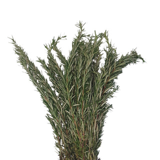 Rosemary Green roses - fresh-cut roses by Bloomingmore - ideal for weddings and floral events