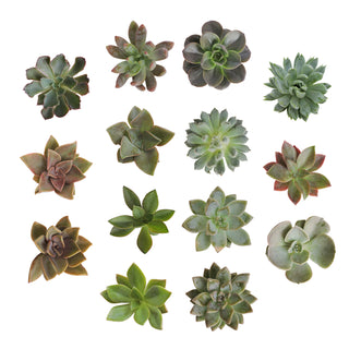 Succulent cuttings - Grower's Choice Assortment Green flowers - fresh-cut flowers by Bloomingmore - ideal for weddings and floral events