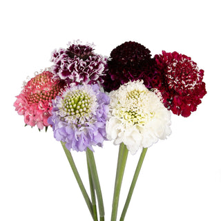 Assorted colors scabiosa flowers