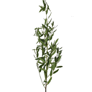 Bay leaf fresh greenery