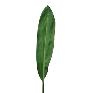 Ti Leaves Green Green flowers - fresh-cut flowers by Bloomingmore - ideal for weddings and floral events