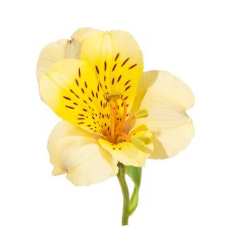 Yellow Alstroemeria Yellow flowers - fresh-cut flowers by Bloomingmore - ideal for weddings and floral events