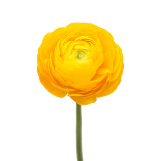 Ranunculus Yellow Yellow flowers - fresh-cut flowers by Bloomingmore - ideal for weddings and floral events