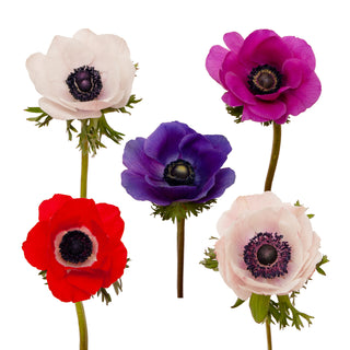 Assorted Anemones Assorted flowers - fresh-cut flowers by Bloomingmore - ideal for weddings and floral events