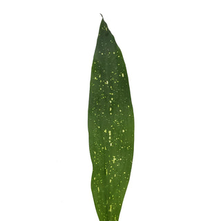 Aspidistra Milkway - 150 Stems Green flowers - fresh-cut flowers by Bloomingmore - ideal for weddings and floral events