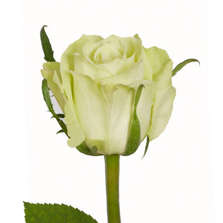 Blooming Boxes, Green Roses Green roses - fresh-cut roses by Bloomingmore - ideal for weddings and floral events