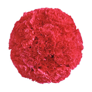Hot Pink Carnations Pink flowers - fresh-cut flowers by Bloomingmore - ideal for weddings and floral events