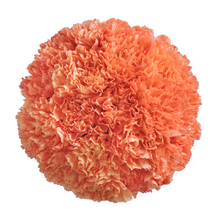 Orange Carnations Orange flowers - fresh-cut flowers by Bloomingmore - ideal for weddings and floral events
