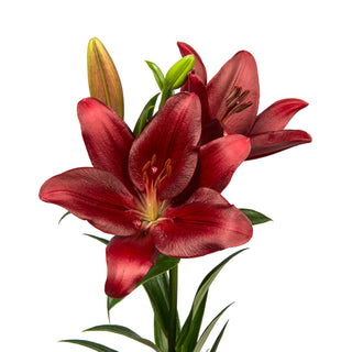 Red LA Hybrid Lilies Red flowers - fresh-cut flowers by Bloomingmore - ideal for weddings and floral events