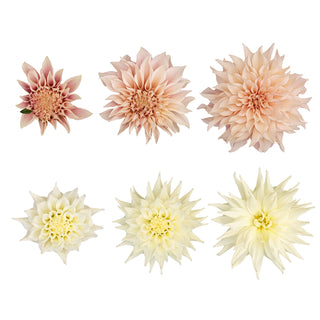 Dahlia Cafe Au & White Quartz - 20 Stems White flowers - fresh-cut flowers by Bloomingmore - ideal for weddings and floral events
