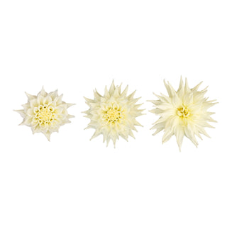 Dahlia White Quartz - 20 Stems White flowers - fresh-cut flowers by Bloomingmore - ideal for weddings and floral events
