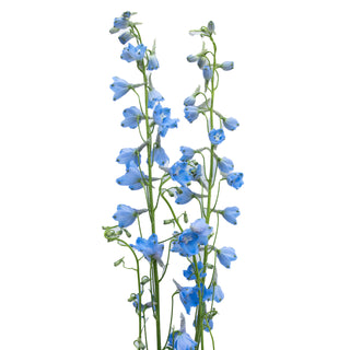 Delphinium Sky Waltz Purple flowers - fresh-cut flowers by Bloomingmore - ideal for weddings and floral events