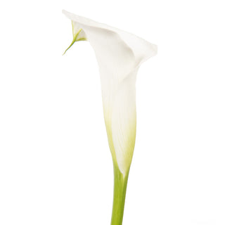 DIY Design Collection - Delight - 160 Stems DIY flowers - fresh-cut flowers by Bloomingmore - ideal for weddings and floral events