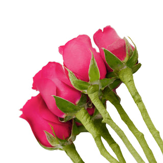 Do It Yourself Wired Hot Pink Roses Red roses - fresh-cut roses by Bloomingmore - ideal for weddings and floral events