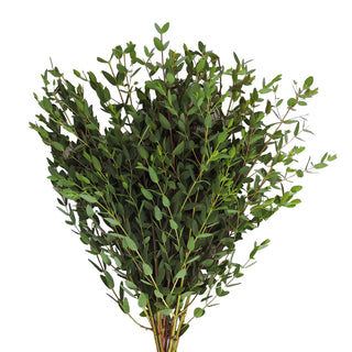 Parvifolia Eucalyptus Green flowers - fresh-cut flowers by Bloomingmore - ideal for weddings and floral events