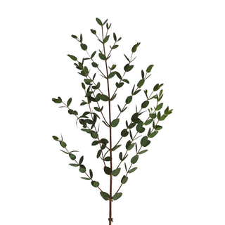 Parvifolia Eucalyptus Green flowers - fresh-cut flowers by Bloomingmore - ideal for weddings and floral events