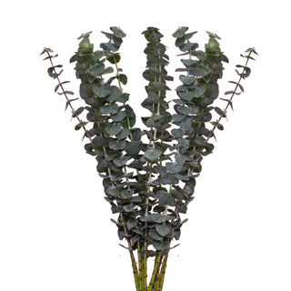 Baby Blue Eucalyptus Green flowers - fresh-cut flowers by Bloomingmore - ideal for weddings and floral events