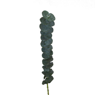 Baby Blue Eucalyptus Green flowers - fresh-cut flowers by Bloomingmore - ideal for weddings and floral events