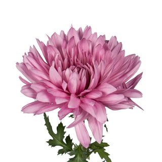Lavender Natural Football Mums Lavender flowers - fresh-cut flowers by Bloomingmore - ideal for weddings and floral events