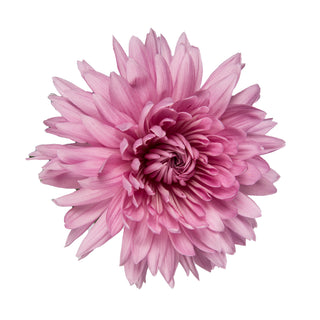 Lavender Natural Football Mums Lavender flowers - fresh-cut flowers by Bloomingmore - ideal for weddings and floral events