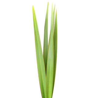 Green Flax Green flowers - fresh-cut flowers by Bloomingmore - ideal for weddings and floral events