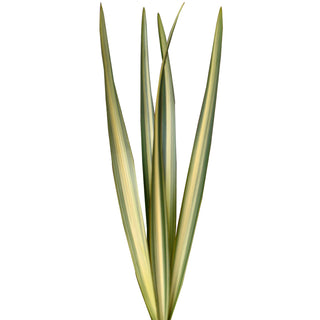 Varigated Green Flax Green flowers - fresh-cut flowers by Bloomingmore - ideal for weddings and floral events