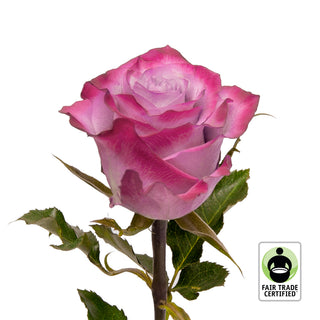 Fair Trade Natural Lavender Roses - Choose from  25 to 100 Stems Lavender roses - fresh-cut roses by Bloomingmore - ideal for weddings and floral events