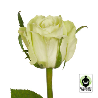 Fair Trade Natural Green Roses - Choose from  25 to 100 Stems Green roses - fresh-cut roses by Bloomingmore - ideal for weddings and floral events