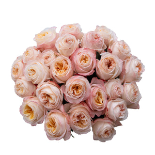 Cream Xpression Rose Garden - 36 stems Pink roses - fresh-cut roses by Bloomingmore - ideal for weddings and floral events