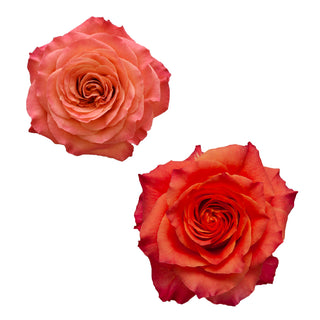 Orange Garden Rose - 36 stems Orange roses - fresh-cut roses by Bloomingmore - ideal for weddings and floral events