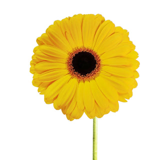 Yellow tinted pompom cushion flowers