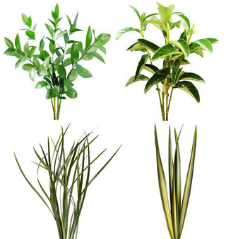 Assorted Variegated Flax, Variegated Lily Grass, Viburnum, Green Flax & Ruscus Combo Box Green flowers - fresh-cut flowers by Bloomingmore - ideal for weddings and floral events