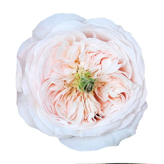 Charity - David Austin Garden Rose - 36 stems Pink roses - fresh-cut roses by Bloomingmore - ideal for weddings and floral events