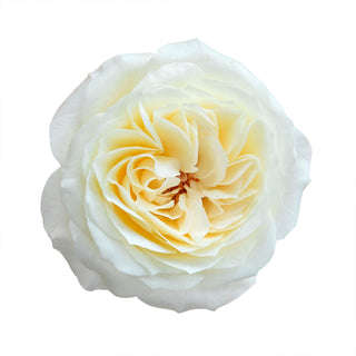 Leonora (AKA Ella) - David Austin Garden Rose  - 36 stems Yellow roses - fresh-cut roses by Bloomingmore - ideal for weddings and floral events