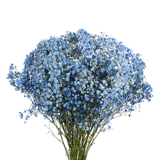 Baby's Breath Tinted Blue Green flowers - fresh-cut flowers by Bloomingmore - ideal for weddings and floral events
