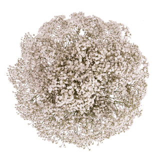 Gypsophila - Xlence White flowers - fresh-cut flowers by Bloomingmore - ideal for weddings and floral events