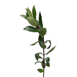 Hebes Green flowers - fresh-cut flowers by Bloomingmore - ideal for weddings and floral events