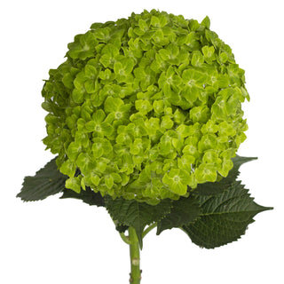 Emerald green hydrangea flower