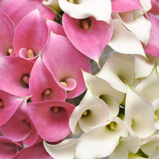 Pink & White Mini Calla Lilies - Combo boxes White flowers - fresh-cut flowers by Bloomingmore - ideal for weddings and floral events