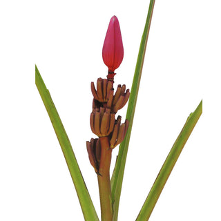 Musa Mouve Red flowers - fresh-cut flowers by Bloomingmore - ideal for weddings and floral events