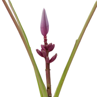 Musa Royal Green flowers - fresh-cut flowers by Bloomingmore - ideal for weddings and floral events