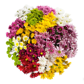 Assorted Pompom CDN - Pack 60 Green flowers - fresh-cut flowers by Bloomingmore - ideal for weddings and floral events