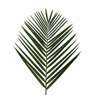 Tepee Palm - 200 Stems Green flowers - fresh-cut flowers by Bloomingmore - ideal for weddings and floral events