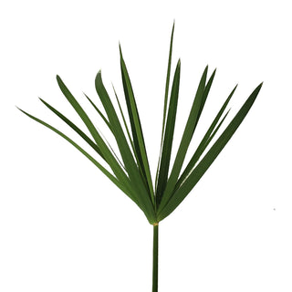 Umbrella Palm Green flowers - fresh-cut flowers by Bloomingmore - ideal for weddings and floral events