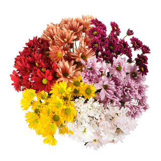 Assorted Natural Colors Pompom Daisies Green flowers - fresh-cut flowers by Bloomingmore - ideal for weddings and floral events