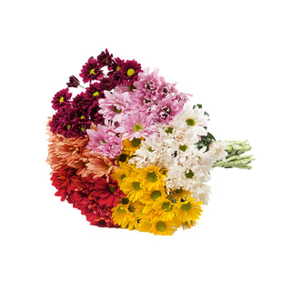 Assorted Natural Colors Pompom Daisies Green flowers - fresh-cut flowers by Bloomingmore - ideal for weddings and floral events