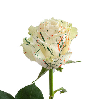 Joy Confetti Painted Roses White roses - fresh-cut roses by Bloomingmore - ideal for weddings and floral events