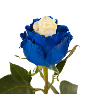 Marshmallow White & Blue Painted Roses White roses - fresh-cut roses by Bloomingmore - ideal for weddings and floral events