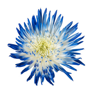 Blue & White Painted Bi-Colored Anastasia Spider Mums Red flowers - fresh-cut flowers by Bloomingmore - ideal for weddings and floral events